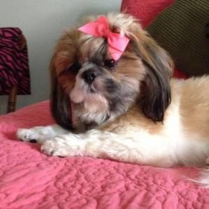 Meet your Posher, Clara